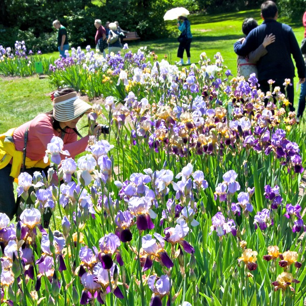 See The Blooms At Presby Iris Gardens Myveronanj