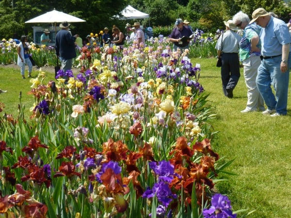 Iris Gardens Turn 90 This May Myveronanj